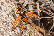 Wasp-mimicking robber fly (Chrysopogon splendidissimus) resting on a twig, Peak Charles National Park, north-west of Esperance, Western Australia.