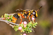 Conopid fly (Conops sp.) a wasp mimick, resting on plant,  Dryandra Forest, Western Australia.