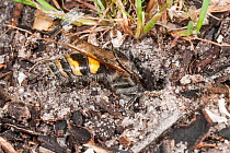 Hairy flower wasp (Pseudotrielis sp.) male, burrowing in soil,  D'Entrecasteaux National Park, South West Region, Western Australia.