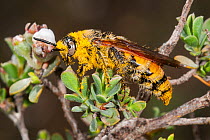 Hairy flower wasp (Radumeris tasmaniensis) female covered in pollen, resting on a plant, Dryandra Forest, Wheatbelt Region, Western Australia.