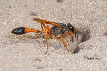 Club wasp (Ammophila sp.) female, excavating underground nest chamber in sand, Yanchep National Park, north of Perth, Western Australia.