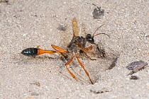 Club wasp (Ammophila sp.) female, carrying sand removed when excavating underground nest chamber, Yanchep National Park, north of Perth, Western Australia.