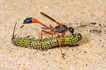 Club wasp (Ammophila sp.) female, transporting a moth caterpillar (Antimima cryptica) into its underground nest chamber where it will serve as food for wasp larvae, Yardanogo Nature Reserve, south-eas...