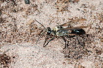 Club wasp (Sphex cognatus) female, excavating an underground nest chamber in sandy soil, Mount Hart Station, Kimberley, Western Australia.