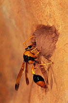 Potter wasp (Delta latreillei) female, building mud nest using water mixed with dirt collected from termite mound, Durba Hills, Little Sandy Desert, Western Australia.