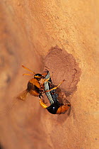 Potter wasp (Delta latreillei) female, placing a moth caterpillar into the mud nest where it will serve as food for the wasp larva, Durba Hills, Little Sandy Desert, Western Australia.