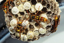 Common paper wasp (Polistes humilis) workers at the nest with larvae visible in the nest cells, Perth, Western Australia.