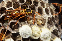 Common paper wasp (Polistes humilis) worker at the nest with larvae visible in the nest cells, Perth, Western Australia.