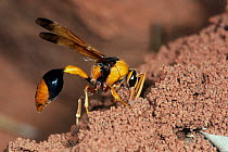 Potter wasp (Delta latreillei) female, collecting soil from freshly built section of a termite mound and mixing it with the water, the wet muddy soil will be used to build the mud nest, Durba Hills, L...