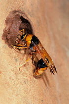 Potter wasp (Delta latreillei) female, building mud nest using water mixed with dirt collected from termite mound, Durba Hills, Little Sandy Desert, Western Australia.