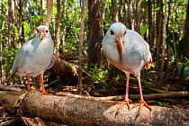 Two Kagus (Rhynochetos jubatus) standing on fallen tree in forest, Provincial Park Riviere Bleue, New Caledonia. Endangered.