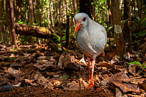 Kagu (Rhynochetos jubatus) walking through forest, Provincial Park Riviere Bleue, New Caledonia. Endangered.