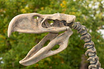 Terror bird (Phorusrhacos sp.) skeleton replica showing skull and neck vertebrae, on display at Zoo Ohroada, Czech Republic. An extinct genus of large carnivorous flightless birds that were among the...
