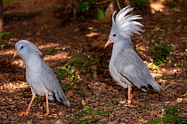 Kagu (Rhynochetos jubatus) pair, courtship display, Parc Zoologique et Forestier, Noumea, New Caledonia. Captive. Endangered.