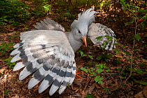 Kagu (Rhynochetos jubatus) spreading wings in defensive posture, Parc Zoologique et Forestier, Noumea, New Caledonia. Captive. Endangered.