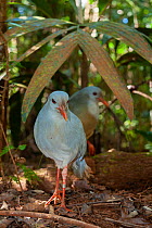 Two Kagus (Rhynochetos jubatus) standing in forest, Provincial Park Riviere Bleue, New Caledonia. Endangered.