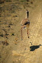 Red-legged seriema (Cariama cristata) running along sandy track, Brazil.