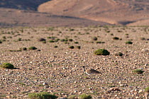 Houbara bustard (Chlamydotis undulata) walking across rocky desert floor, Fes-Boulemane, Morocco.