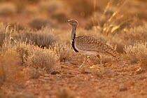 Houbara bustard (Chlamydotis undulata) male, walking in desert in early morning sunlight, Fes-Boulemane, Morocco.