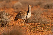 Houbara bustard (Chlamydotis undulata) male, walking in desert, Fes-Boulemane, Morocco.