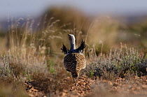 Houbara bustard (Chlamydotis undulata) male, courtship display, Fes-Boulemane, Morocco.