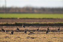 Little bustard (Tetrax tetrax) flock feeding on farmland in morning sunlight, Lerida, Catalonia, Spain. February.