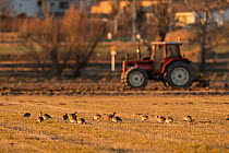 Little bustard (Tetrax tetrax) flock feeding on farmland with tractor ploughing fields in background, Lerida, Catalonia, Spain. February.