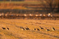Little bustard (Tetrax tetrax) flock feeding on farmland, Lerida, Catalonia, Spain. February.