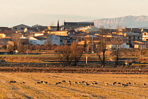 Little bustard (Tetrax tetrax) flock feeding on farmland on the outskirts of town, Lerida, Catalonia, Spain. February.