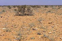 Three Houbara bustard (Chlamydotis undulata) eggs on desert floor, Algeria.