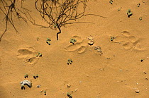 Houbara bustard (Chlamydotis undulata) tracks across sandy desert floor, Algeria.