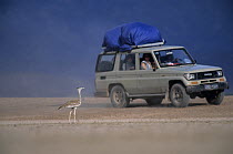 Arabian bustard (Ardeotis arabs) standing in desert with tourists in jeep watching in background, Republic of Djibouti.