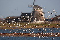 Oystercatchers (Haematopus ostralegus) in flight over water with windmill in background, Holland.