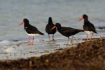 Two Sooty oystercatchers (Haematopus fuliginosus) and two Pied oystercatchers ( Haematopus longirostris) standing on the shore, Eyre bird-observatory, Nullarbor, Western Australia.