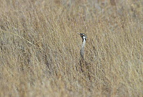 Hartlaub's bustard (Lissotis hartlaubi) camouflaged in long grass, Ethiopia.