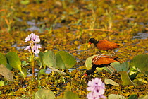 Wattled jacanas (Jacana jacana) pair exhibiting mating behaviour in wetland, Pantanal, Brazil.