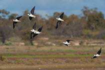 Australian stilts (Himantopus leucocephalus) flock in flight, Bourke, New South Wales, Australia.