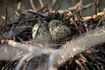 Black-necked stilt (Himantopus mexicanus) eggs in nest, Saint Martin, Caribbean.