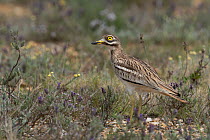European stone-curlew (Burhinus oedicnemus) standing in gravelly scrubland among wildflowers, South of France.