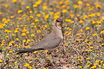 Collared pratincole (Glareola pratincola) standing on ground with insect prey in beak, Moulouya River, Oriental, Morocco.