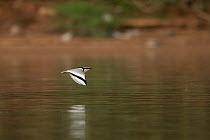 Egyptian plover (Pluvianus aegyptius) in flight over water, Senegal.