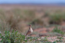 Cream-coloured courser (Cursorius cursor) standing in desert scrubland, Oriental, Morocco.