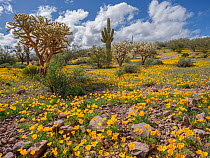 Mexican gold poppies (Eschscholzia californica mexicana) flowering in the desert with Cholla (Cylindropuntia sp.) and Saguaro cacti (Carnegiea gigantea), Ironwood Forest National Monument, Sonoran Des...