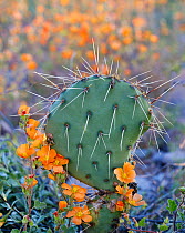 Prickly pear cactus (Opuntia engelmannii) and flowering Globemallow (Sphaeralcea ambigua.) on desert floor, Ironwood Forest National Monument, Sonoran Desert, Arizona, USA. March.