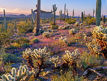 Scorpionweed (Phacelia sp.) flowering on desert floor amongst Teddy bear cholla (Opuntia bigelovii) and Saguaro cacti (Carnegiea gigantea) at sunset, Sonoran Desert National Monument, Arizona, USA. Ma...