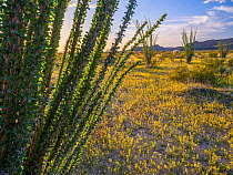 Sunset light bathes the mountains in crimson light, framed by Ocotillos (Fouquieria splendens) and carpet of flowering Bladderpods (Peritoma arborea) across the desert floor following an above average...