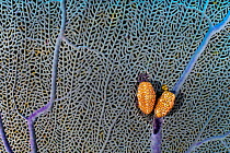 A pair of Flamingo tongue cowries (Cyphoma gibbosum) on a common sea fan (Gorgonia ventalina) which they predate upon, East End, Grand Cayman, Cayman Islands, British West Indies, Caribbean Sea.