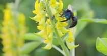 Golden-winged bamboo-carpenter bee (Xylocopa auripennis) collecting pollen from Streaked rattlepod (Crotalaria pallida) flowers by flying between them, Pune, India. October.