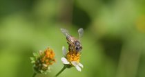 Indian honey bee (Apis Cerana Indica) worker collecting nectar from Beggartick (Bidens pilosa var. minor) flower before taking flight and leaving frame, Mahabaleshwar, India. November.