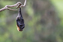 Grey-headed flying-fox (Pteropus poliocephalus) sleeping, hanging from branch with wings wrapped around body, Yarra Bend Park, Kew, Victoria, Australia.